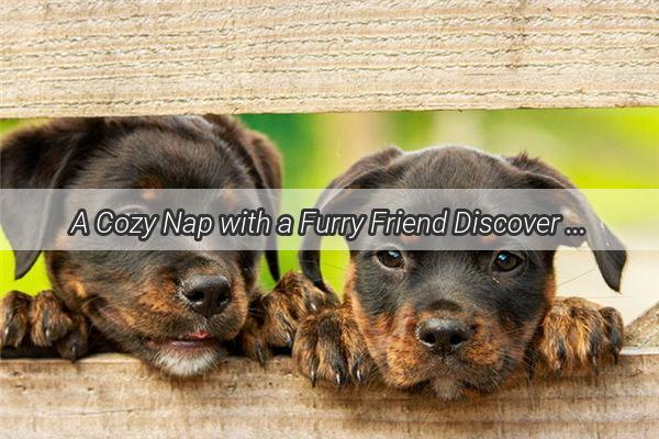 A Cozy Nap with a Furry Friend Discover the Joy of Sharing Your Blanket with Your Dog